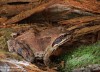 skokan hnědý (Obojživelníci), Rana temporaria (Amphibia)